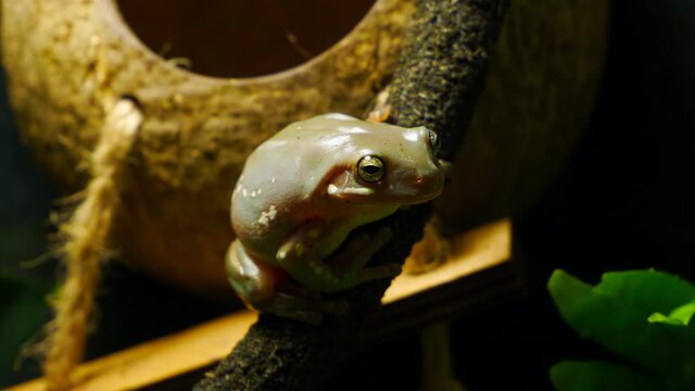Tree Frog from Australia, White's Tree frog, sat on branch in terrarium then moves away, close up