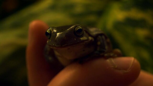 Tree Frog from Australia, White's Tree frog, sat on a hand, close up