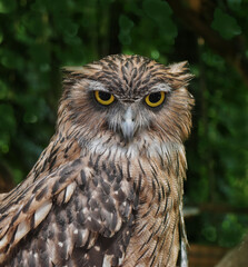 Amazing portrait of an owl