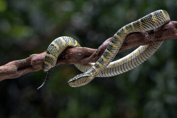 Wagler's pit viper on the tree branch
