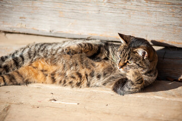 Lazy cat lying on the sun