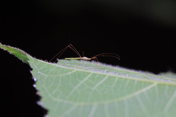 A bug inhabits a wild grass in North China