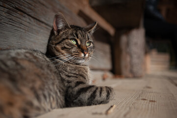 Lazy cat lying on the sun