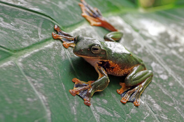 tree frog sitting on a leaves, flying frogs