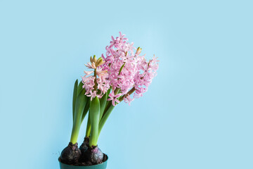 Blooming pink hyocinth in a pot on a blue background. Close-up. Selective focus, defocus
