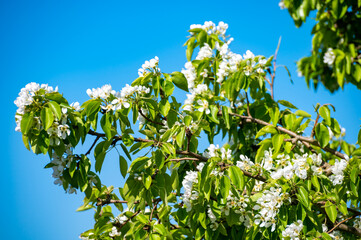 White pear fruit tree blossom in spring, blue sky background