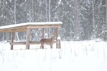 White tail female deer standing in the winter snow