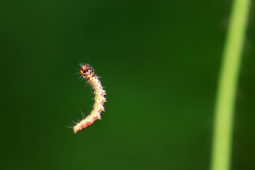 A Lepidoptera larva in nature, North China
