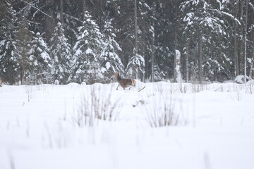 White tail female deer standing in the winter snow