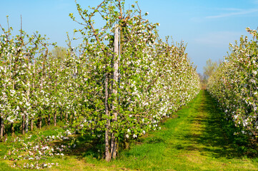 Rows with blossoming apple fruit trees in springtime in farm orchards, Betuwe, Netherlands