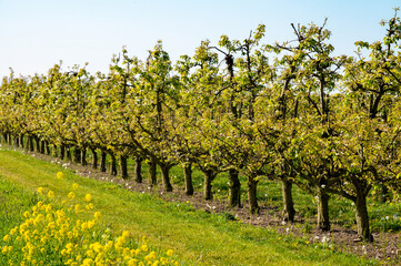 Fototapeta na wymiar Rows with plum or pear trees with white blossom in springtime in farm orchards, Betuwe, Netherlands