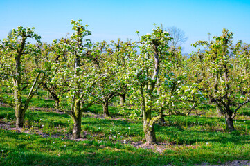 Fototapeta premium Rows with plum or pear trees with white blossom in springtime in farm orchards, Betuwe, Netherlands