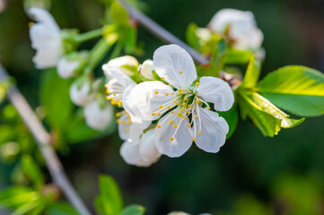 Spring white blossom of sour cherry berry trees in orchard