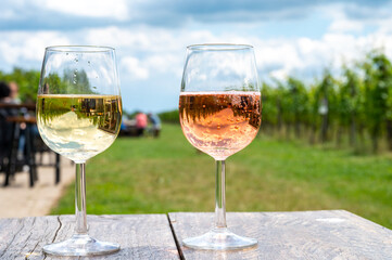 Tasting of Dutch rose and dry white wine on vineyard in summer