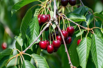 Big dark ripe cherries on cherry trees plantation in Netherland