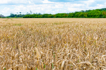 Dutch countryside landscape in summer with ripe wheat field Betuwe, Gelderland