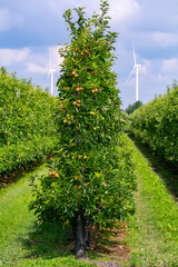 Obraz premium Green organic orchards with rows of apple trees with ripening fruits in summer