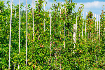 Fototapeta na wymiar Green organic orchards with rows of conference pear trees with ripening fruits in summer