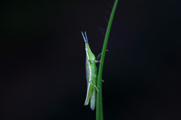 A locust on a black background, North China