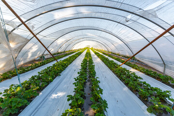 Cultivation of strawberry fruits using the plasticulture method, plants growing on plastic mulch in walk-in greenhouse tunnels - Powered by Adobe