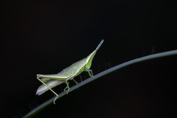 A locust on a black background, North China