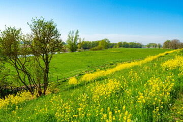 Spring nature landscape with yellow blossom of rapeseed plants in Betuwe, Gelderland, Netherlands