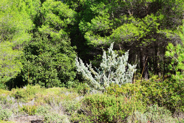 The mediterranean evergreen hard-leaved forest