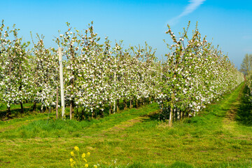 Naklejka premium Rows with blossoming apple fruit trees in springtime in farm orchards, Betuwe, Netherlands