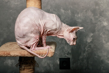 Sphynx cat sits on a scratching post. Gray wall background