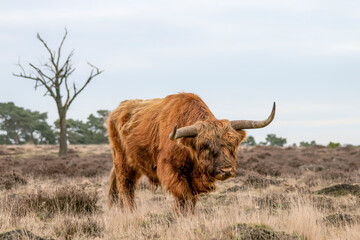 Beautiful Highland cow cattle (Bos taurus taurus) grazing in field. Deelerwoud in the Netherlands. Scottish highlanders in a natural  landscape. A long haired type of domesticated cattle.