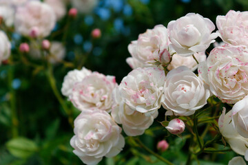 Obraz na płótnie Canvas Rose bush in the garden. Floral summer background