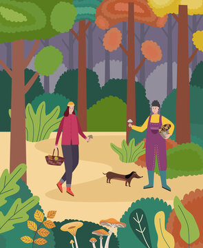 Picking forest edible mushrooms in autumn woodland a vector illustration.