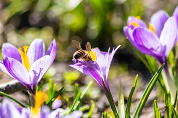 Busy bee is hard-working for pollination and making honey in spring and summer on crocus blossoms and blooms with other insects with yellow stamps and violet petals to welcome spring and summer