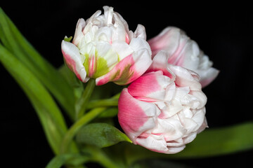 Portrait of soft white-pink tulip flowers on the black background