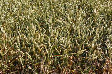 Ears of ripe wheat on a farm field. The grain is ready to be harvested. Rustic background