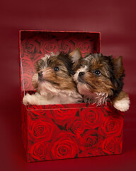 Two biewer terrier dog puppies sit in a box on a burgundy background.