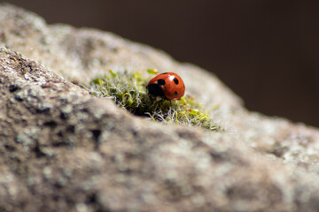 Beautiful black dotted red ladybug beetle climbing in a plant with blurred background and much copy space searching for plant louses to kill them as beneficial organism and useful animal in the garden