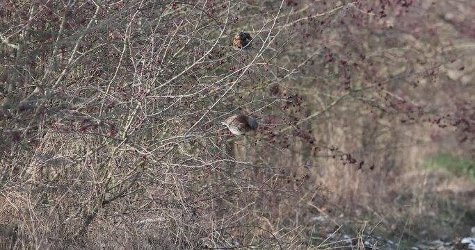 grive litorne (Turdus pilaris) entrain de manger des baies puis s'envolent