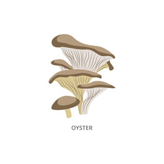 Oyster autumn forest mushrooms flat vector illustration isolated on white.