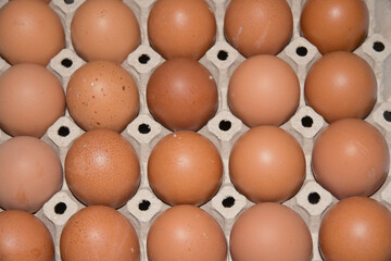Group of fresh eggs in pater tray