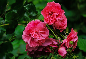 Lush blooming roses 