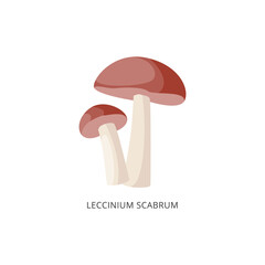 Leccinum scabrum mushroom or birch bolete flat vector illustration isolated.