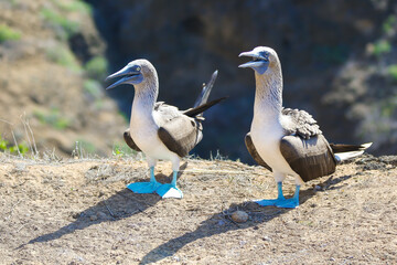 Blue footed boobies nesting in the Galapagos