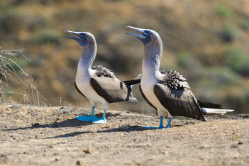 Blue footed boobies nesting in the Galapagos