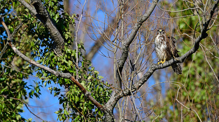 Common Buzzard (Buteo buteo) // Mäusebussard (Buteo buteo) 