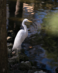 Great White Egret Photos. Great White Egret close-up profile view standing on a moss rock by the water in its environment and habitat. Image. Picture. Portrait.