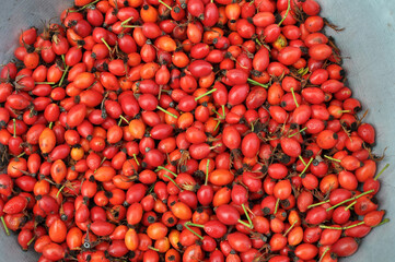 Harvested rose hips