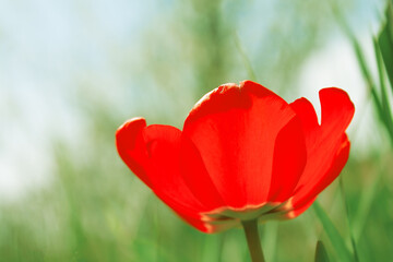 one red tulip with opened petals in the garden © x.marynka