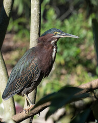 Green Heron Stock Photo. Green Heron perched on a branch displaying green bleu feathers plumage, body, beak, red feet with a blur background in its environment and habitat. Image. Picture. Portrait.