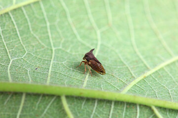 Horned cicadas on wild plants, North China